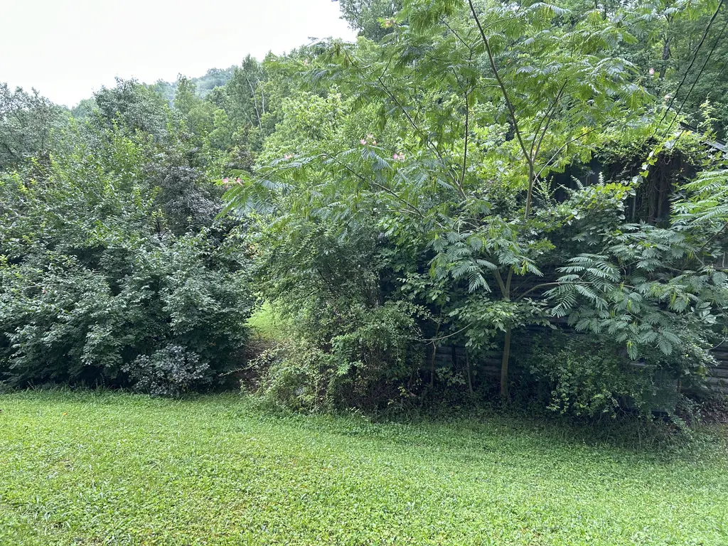 Brush Removal project by Red Wood Tree Service in Knoxville, Tennessee