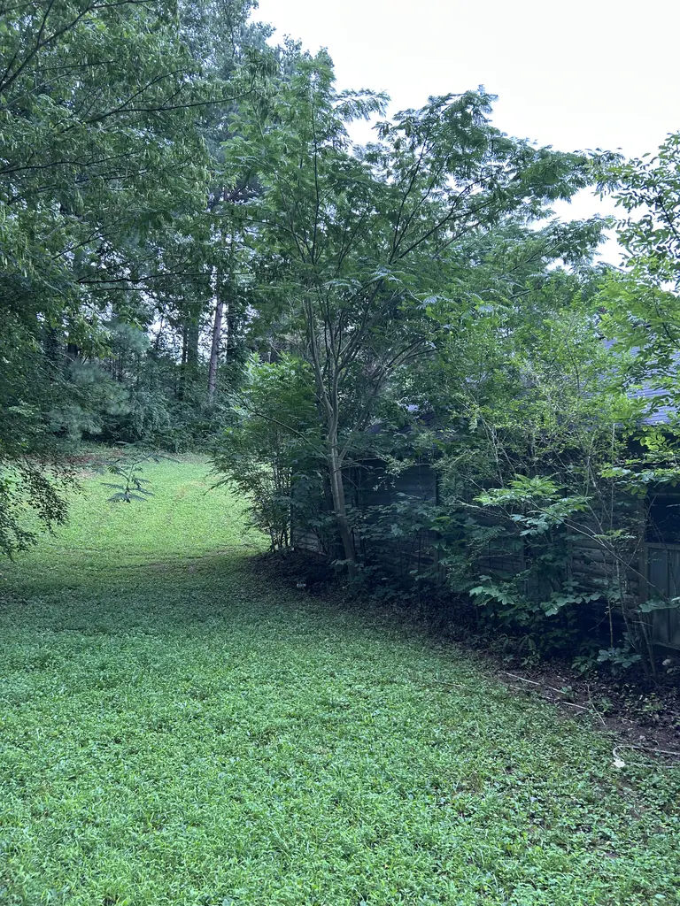 Brush Removal project by Red Wood Tree Service in Knoxville, Tennessee