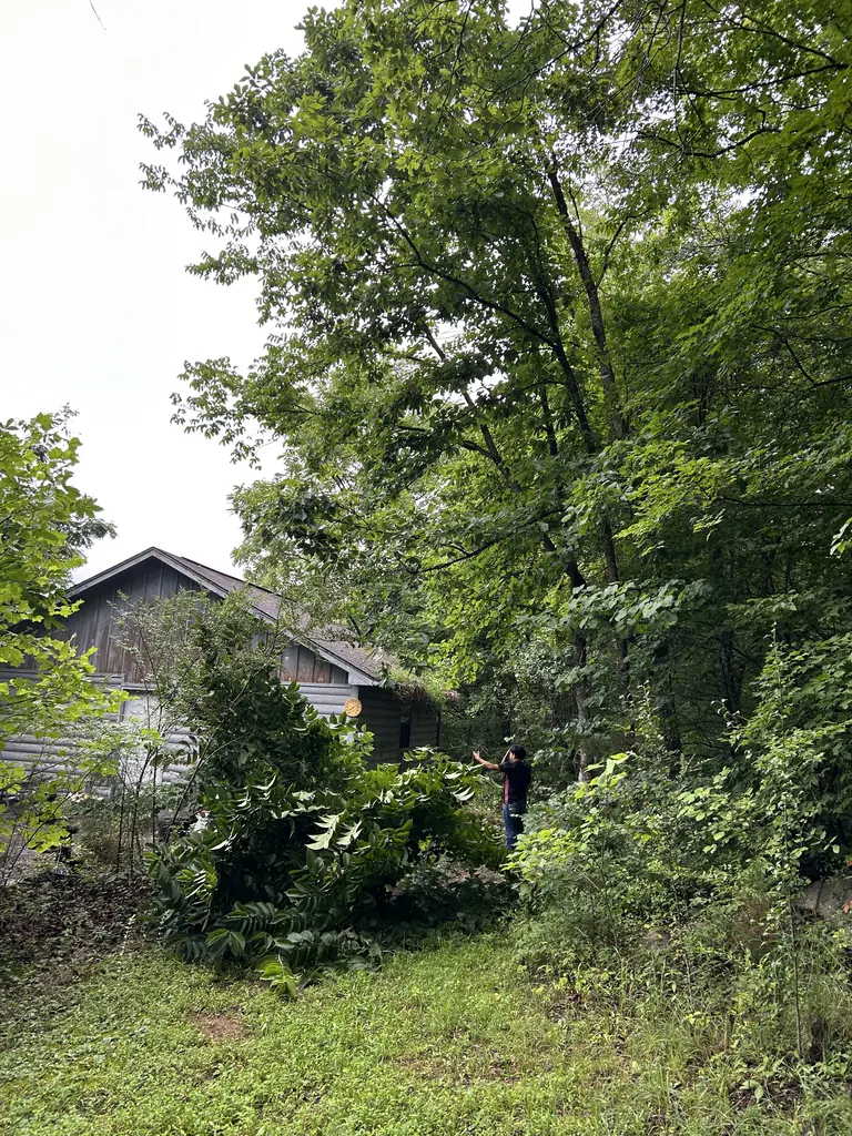 Brush Removal project by Red Wood Tree Service in Knoxville, Tennessee