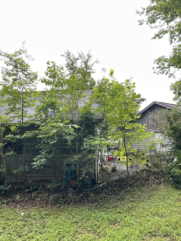Brush Removal project by Red Wood Tree Service in Knoxville, Tennessee