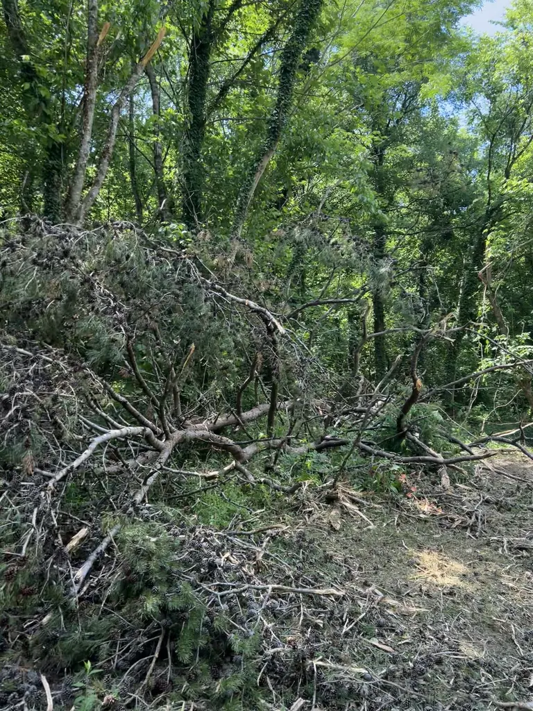 Land Clearing project by Red Wood Tree Service in Knoxville, Tennessee