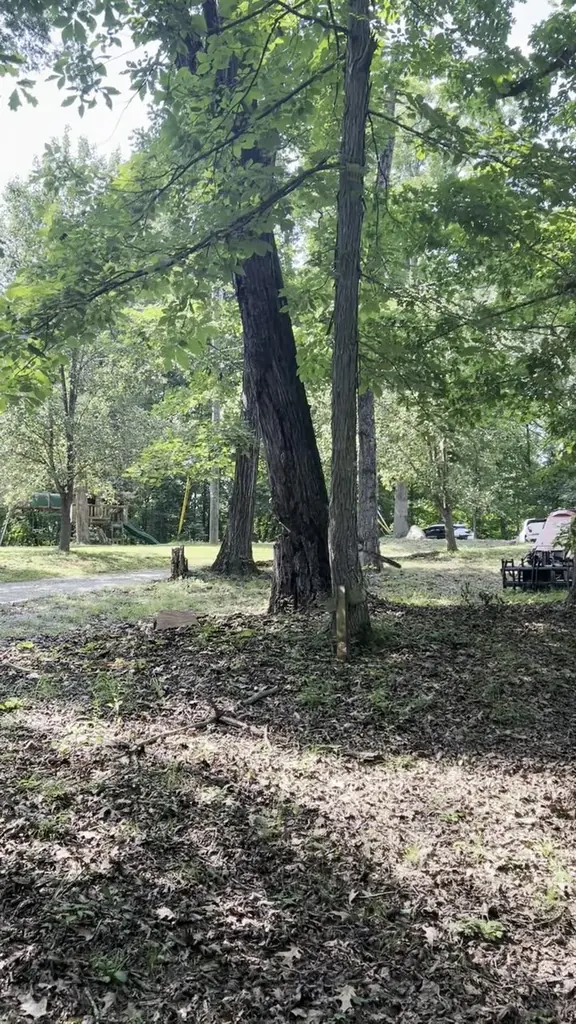 Land Clearing project by Red Wood Tree Service in Knoxville, Tennessee