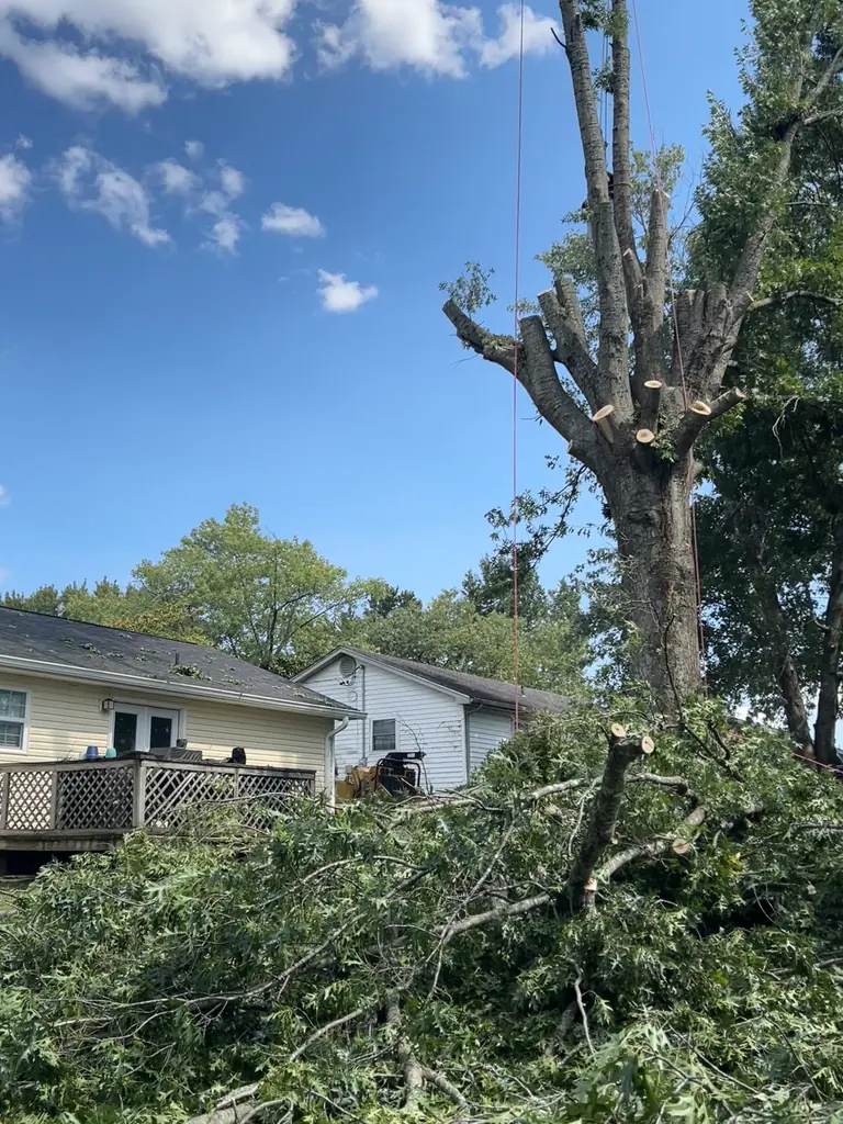 Storm Damage Cleanup project by Red Wood Tree Service in Knoxville, Tennessee