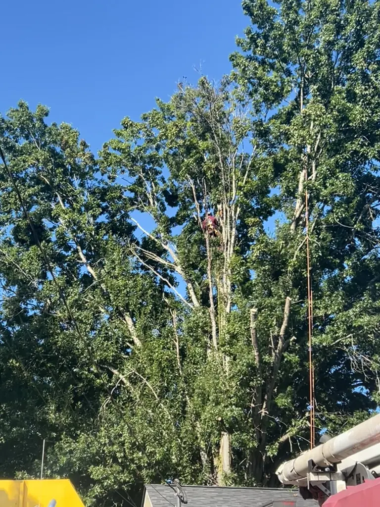 Storm Damage Cleanup project by Red Wood Tree Service in Knoxville, Tennessee