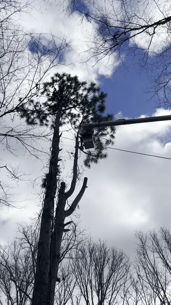 Dead tree leaning over a house before storm damage removal in Knoxville, Tennessee