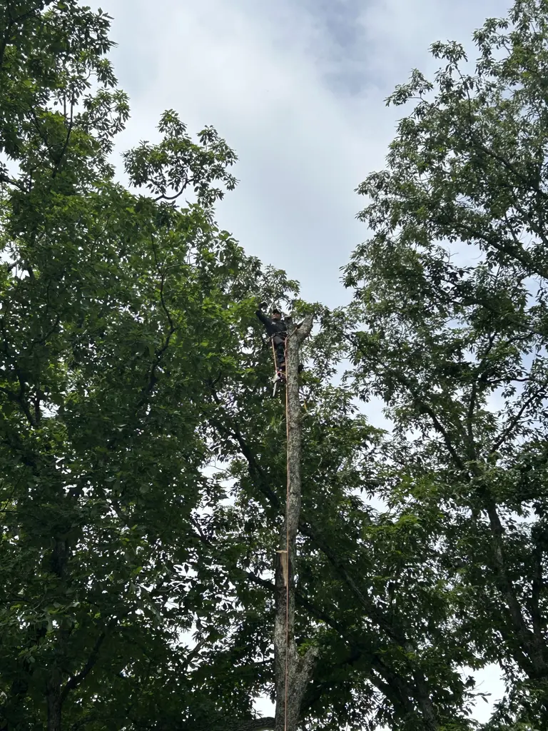 Storm Damage Cleanup project by Red Wood Tree Service in Knoxville, Tennessee