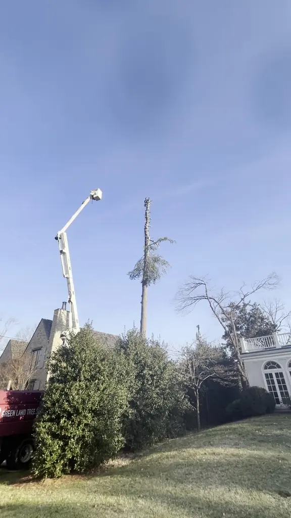 Tree Removal project by Red Wood Tree Service in Knoxville, Tennessee