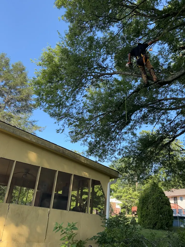 Step 03: we plan where everything lands on a Red Wood Tree Service job in Knoxville, Tennessee