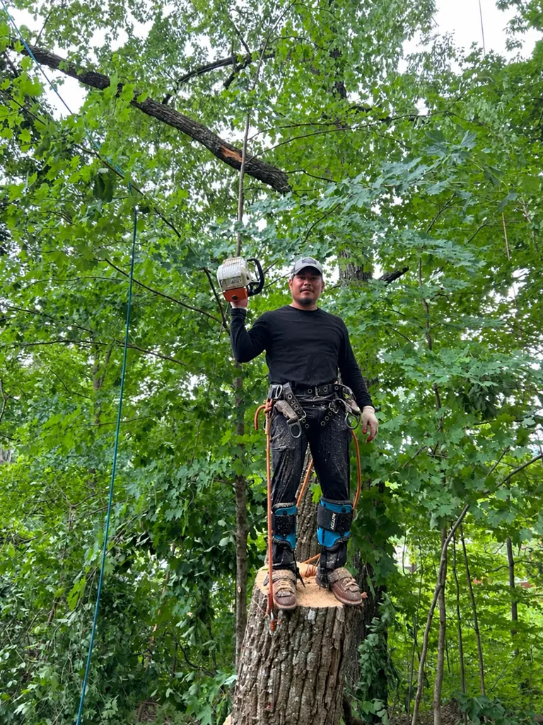 Red Wood Tree Service work in Knoxville, Tennessee