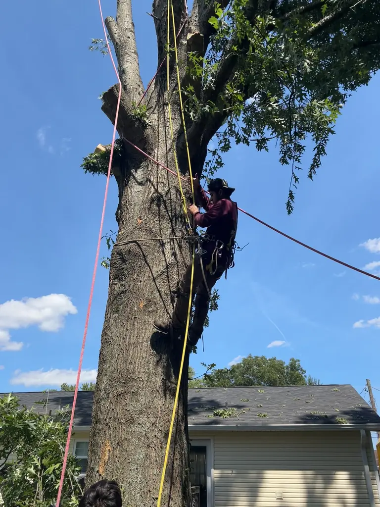 Tree Removal project by Red Wood Tree Service in Knoxville, Tennessee