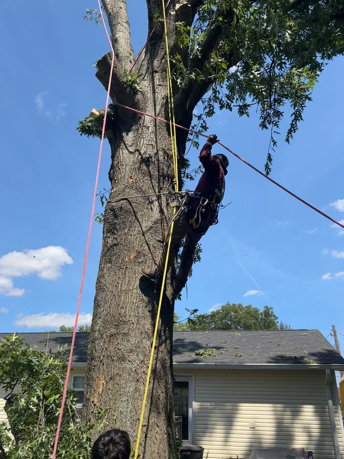 Climber roped into a large trunk on a Knoxville, Tennessee tree removal