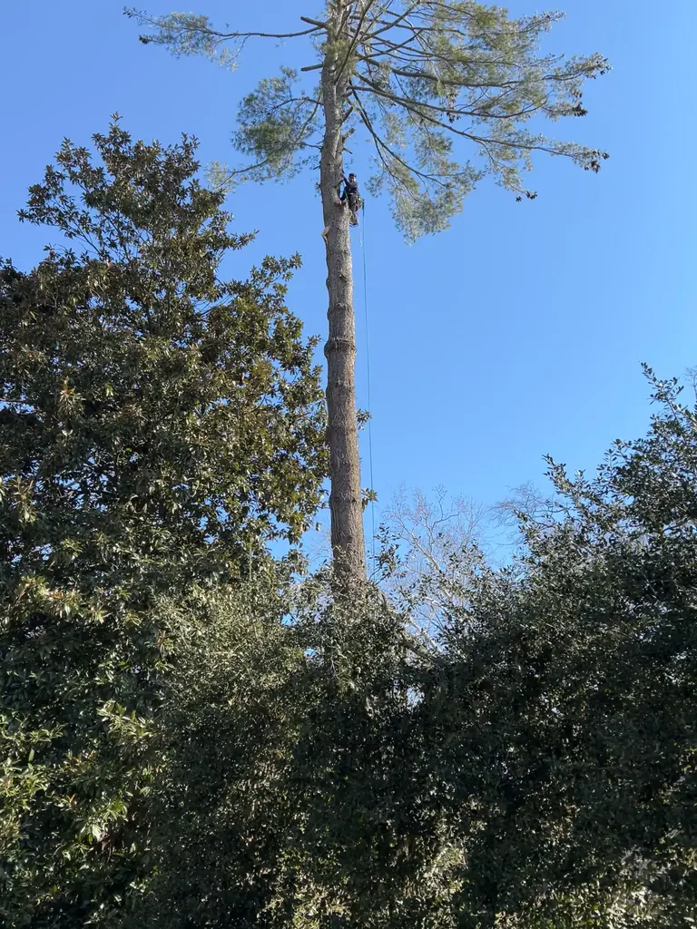 Tree Removal project by Red Wood Tree Service in Knoxville, Tennessee