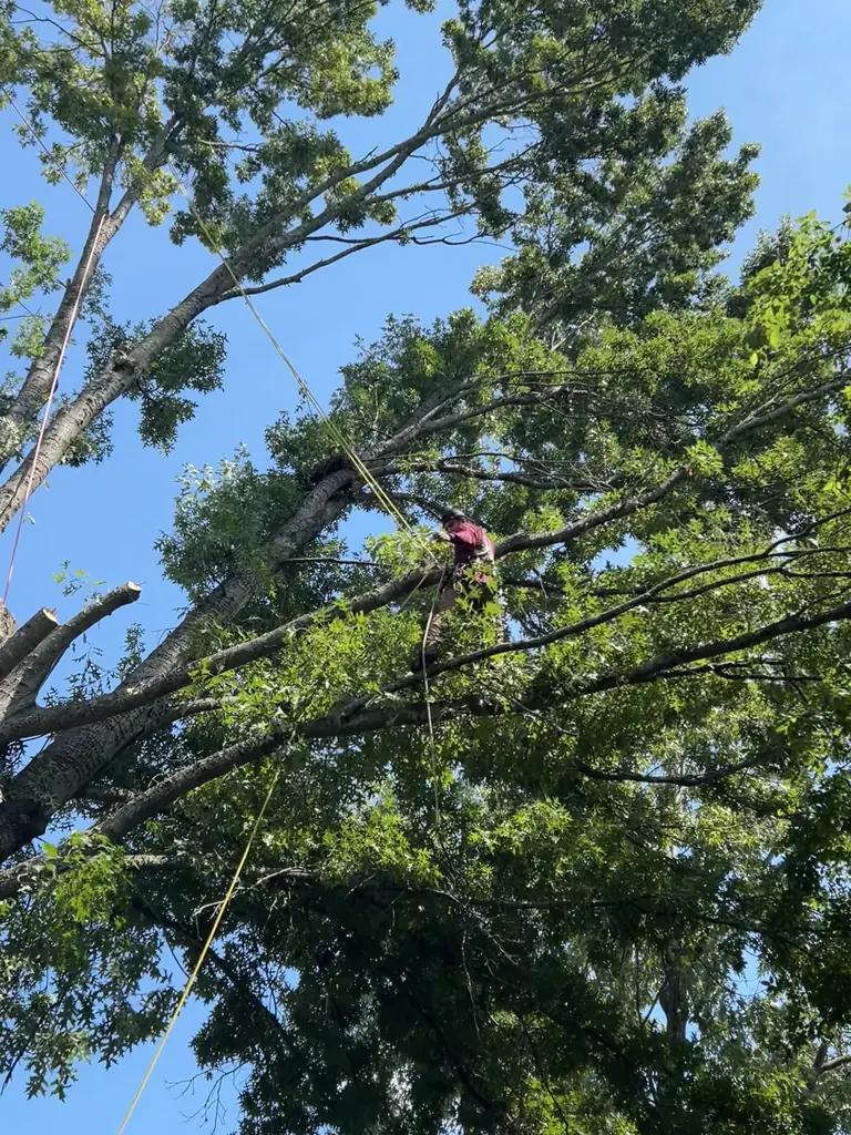 Tree Removal project by Red Wood Tree Service in Knoxville, Tennessee