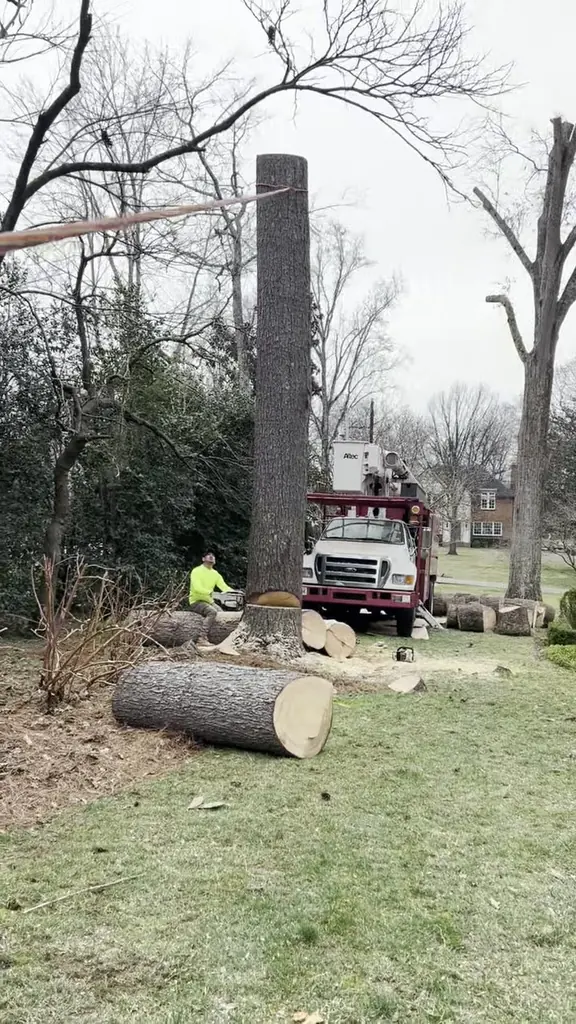 The Red Wood Tree Service crew at work in Knoxville, Tennessee