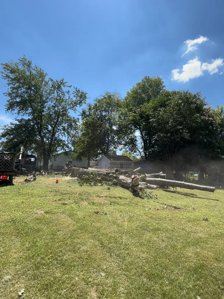 Step 05: hauled off and raked clean on a Red Wood Tree Service job in Knoxville, Tennessee