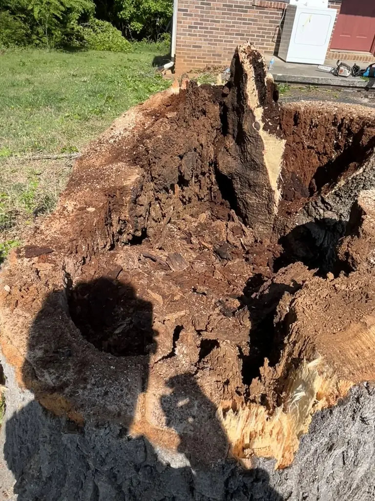 Step 02: an honest diagnosis on a Red Wood Tree Service job in Knoxville, Tennessee