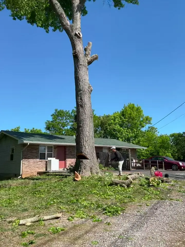Red Wood Tree Service project near Powell, Tennessee