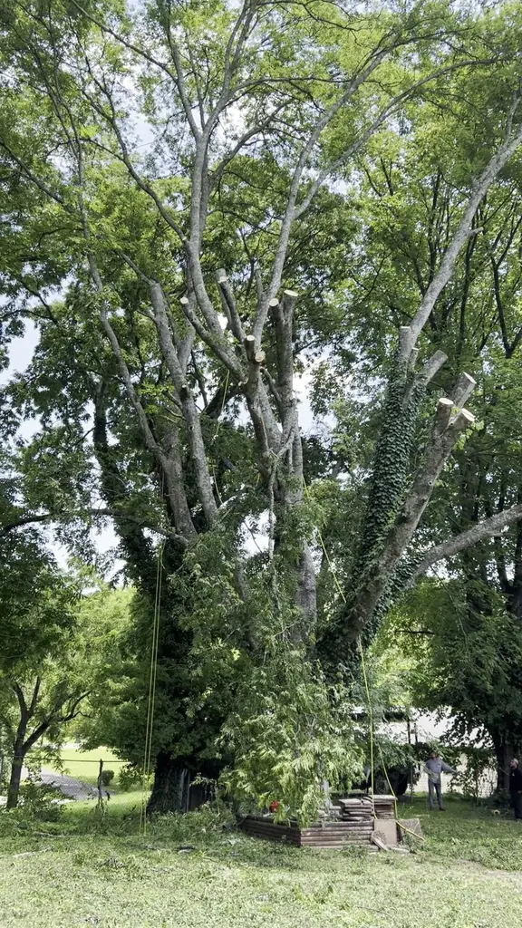 Tree Removal project by Red Wood Tree Service in Knoxville, Tennessee
