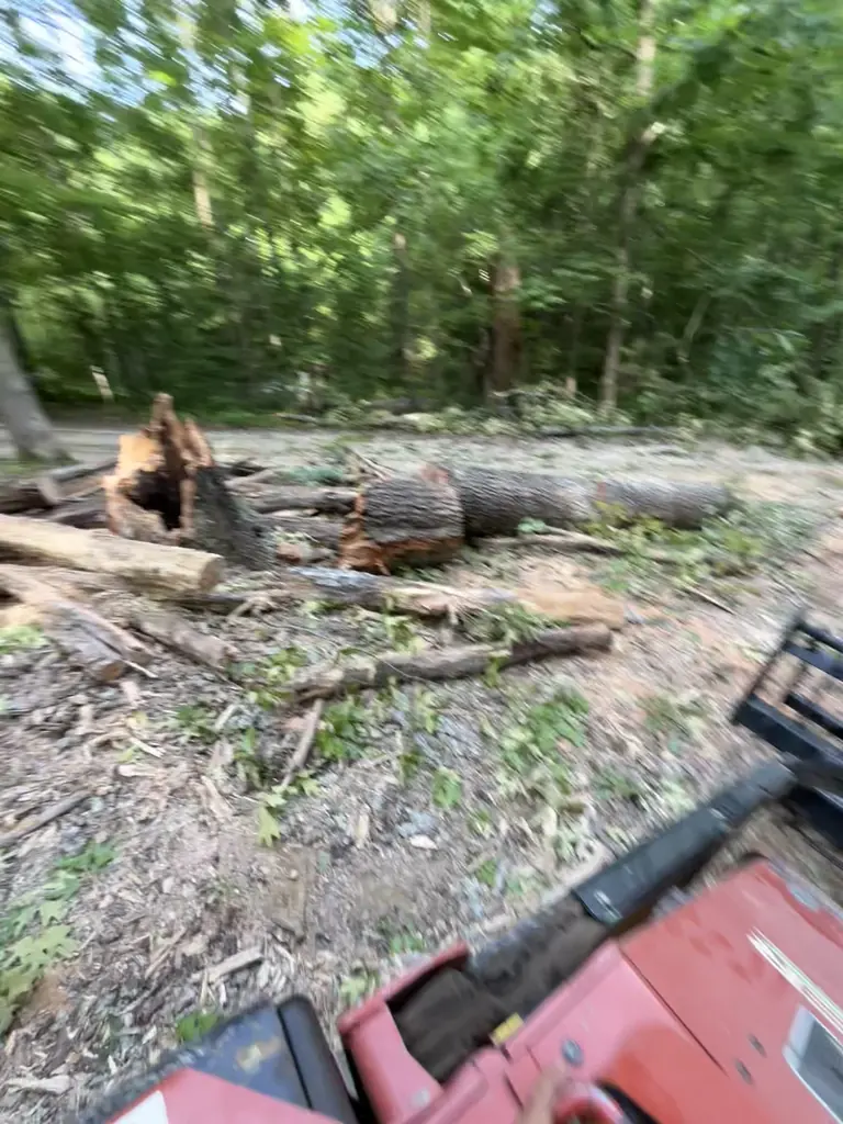 Tree Removal project by Red Wood Tree Service in Knoxville, Tennessee