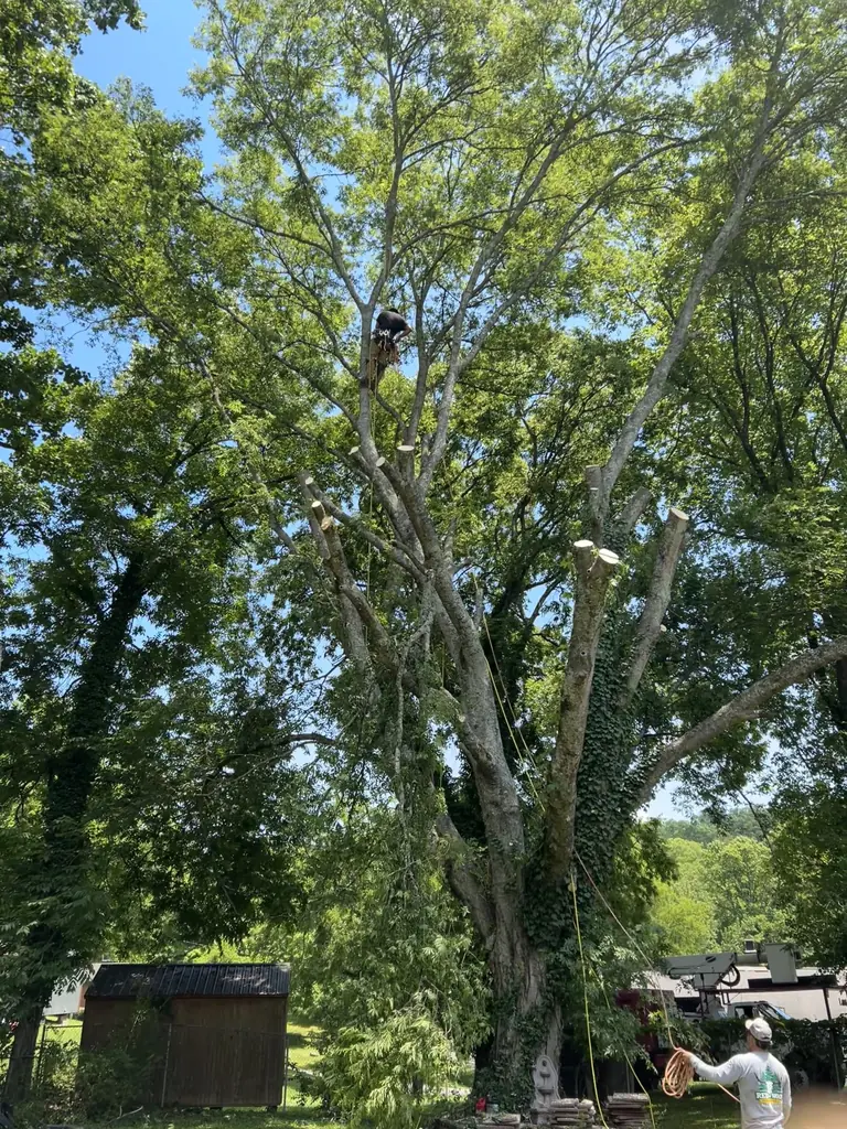 Tree Removal project by Red Wood Tree Service in Knoxville, Tennessee