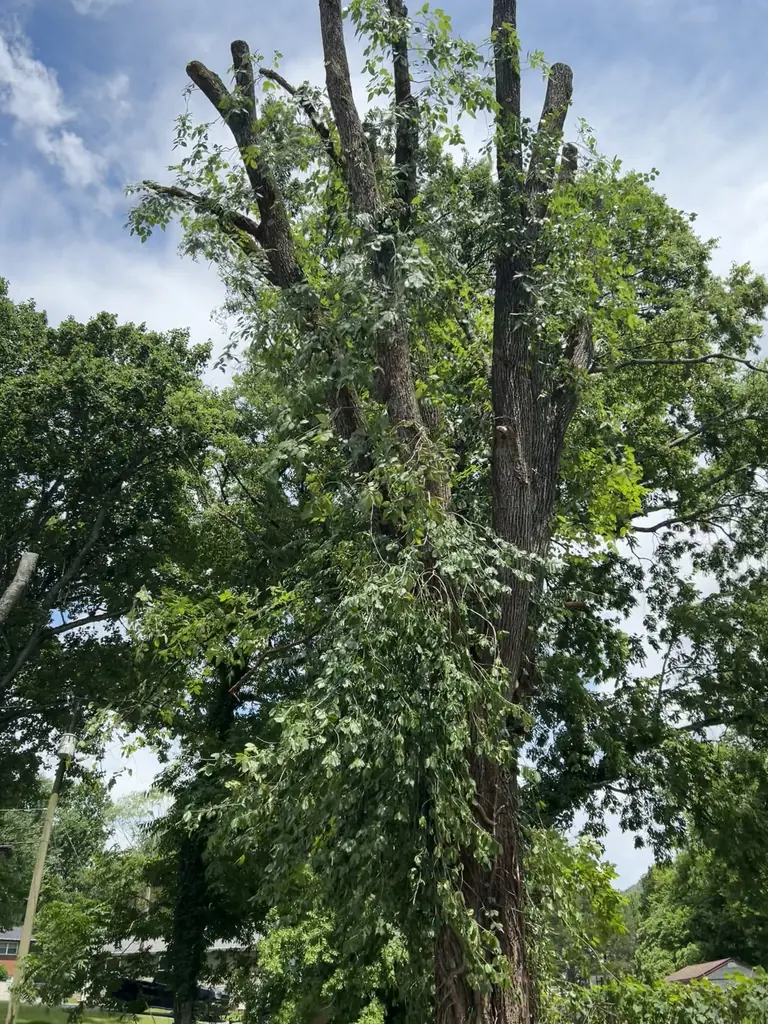 Tree Removal project by Red Wood Tree Service in Knoxville, Tennessee