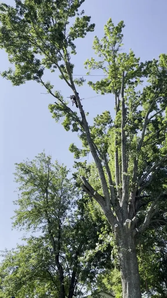 Tree Trimming &amp; Pruning in Powell, Tennessee by Red Wood Tree Service