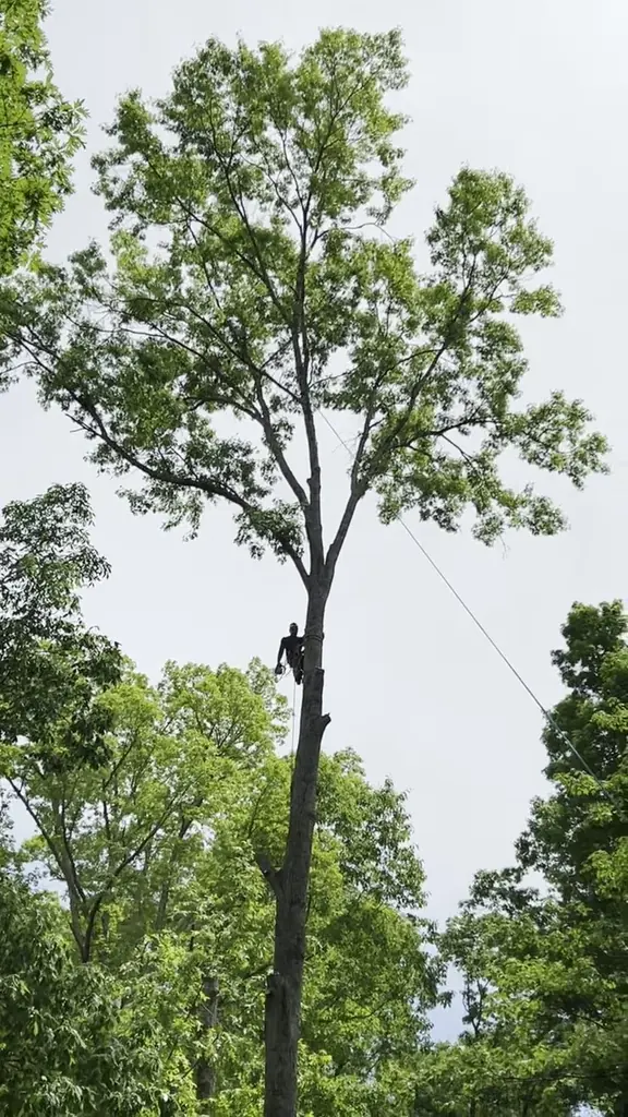 Tree Trimming & Pruning project by Red Wood Tree Service in Knoxville, Tennessee