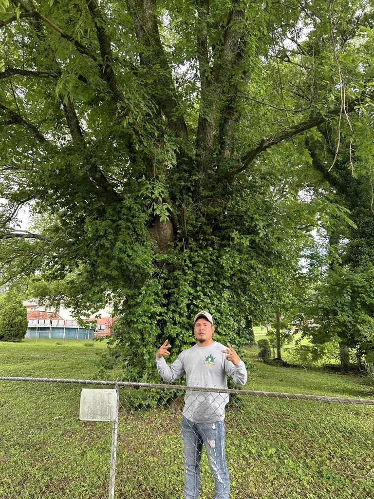 Tree Trimming & Pruning project by Red Wood Tree Service in Knoxville, Tennessee