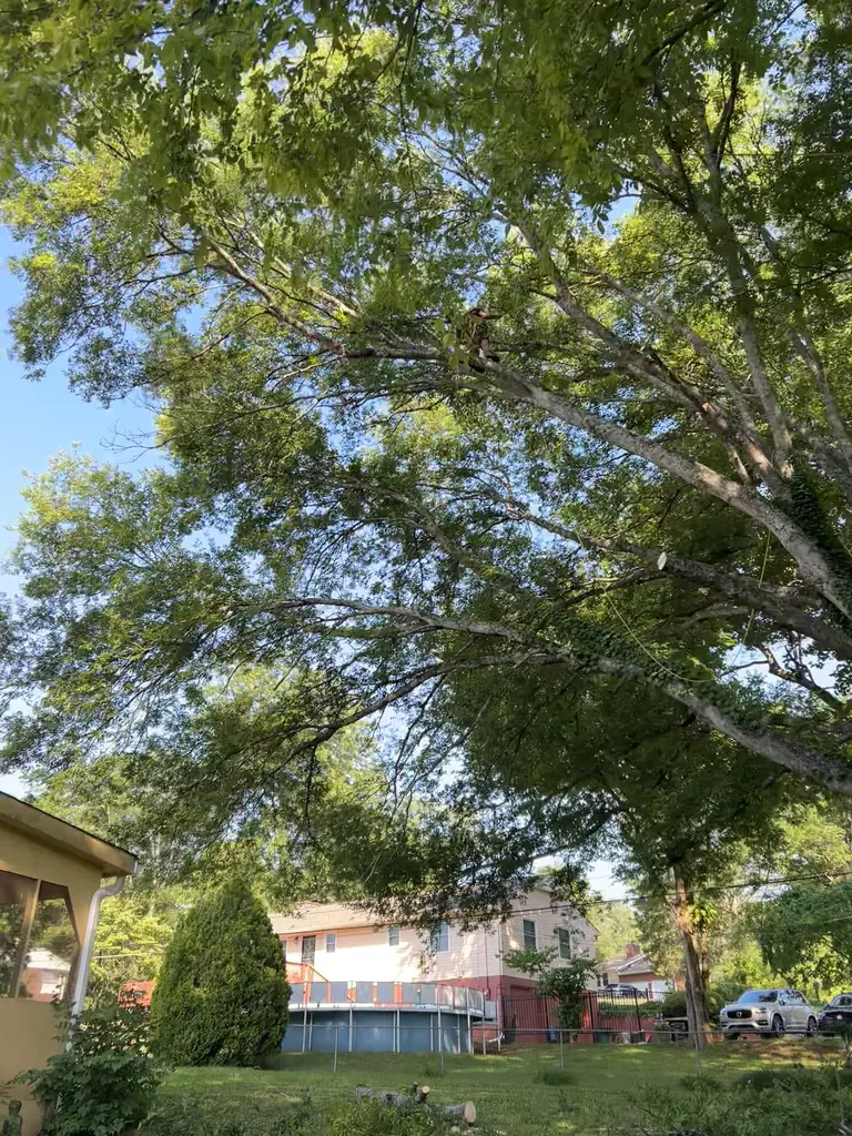 Tree Trimming & Pruning project by Red Wood Tree Service in Knoxville, Tennessee