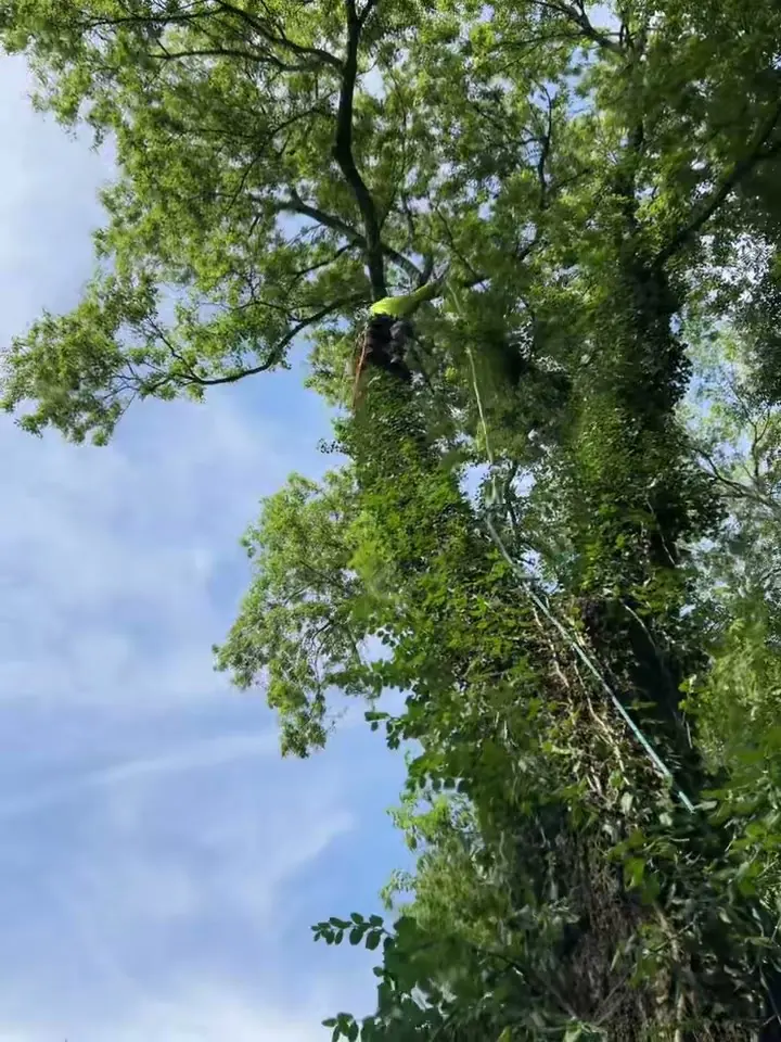 Step 01: free consultation on a Red Wood Tree Service job in Knoxville, Tennessee
